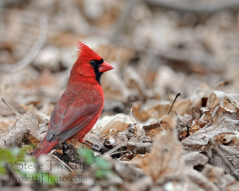 Northern Cardinal on the Ground