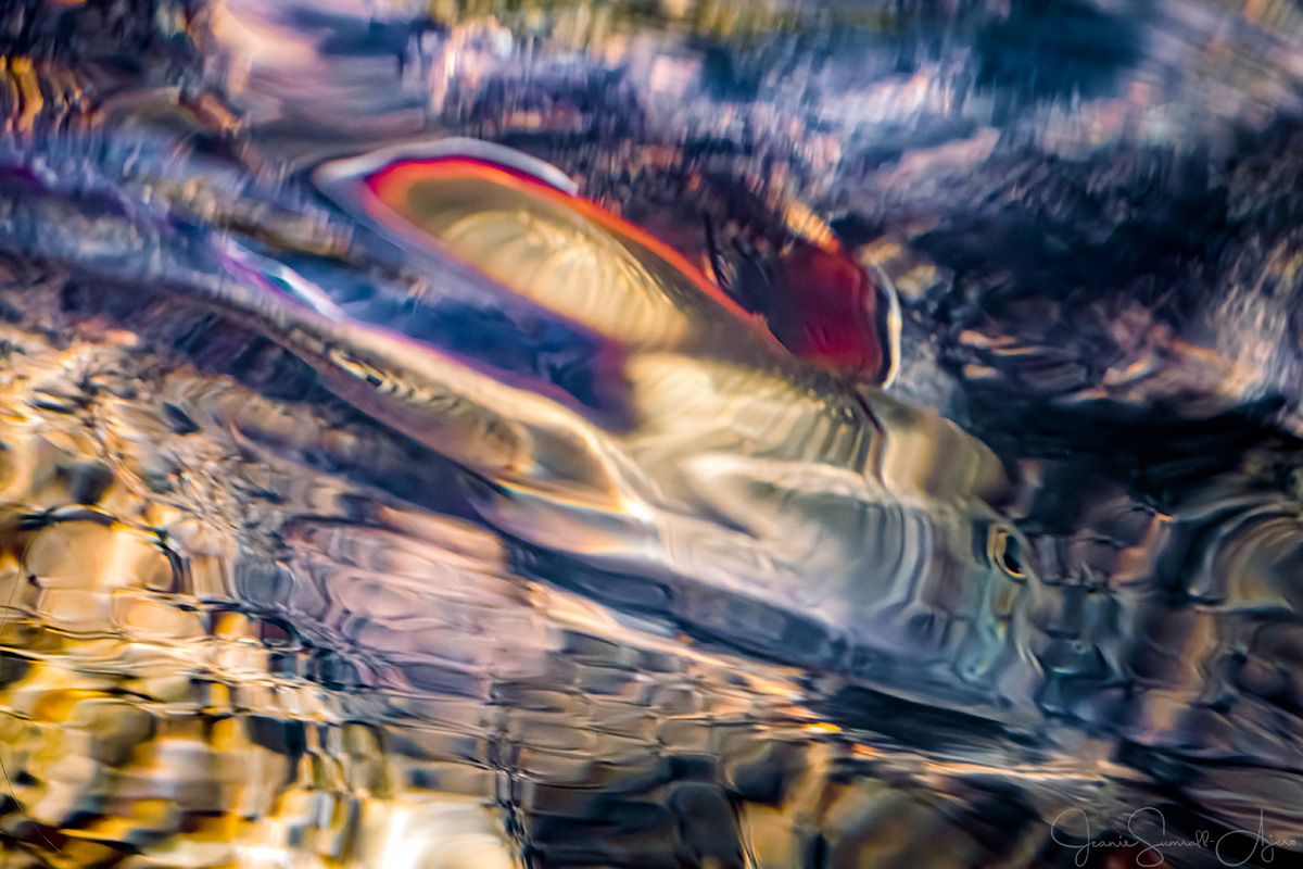 Mystery Shot: What Is It?